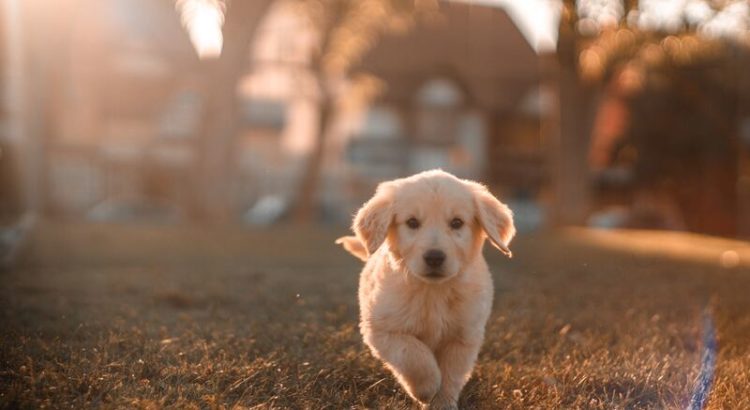 Perro corriendo